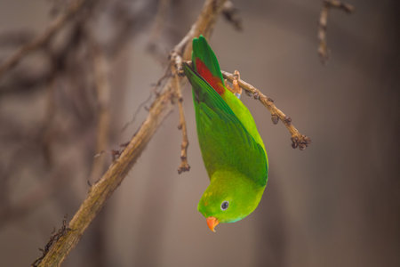 Beautiful green parrot sitting on a branch in the bush.の写真素材