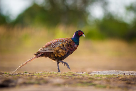 Male Pheasant walking on the road in the morning, Thailand.の写真素材
