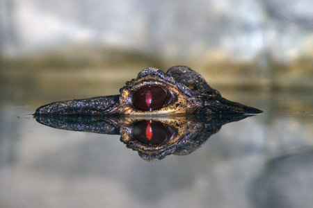 Close up of the head of a crocodile in the water.の写真素材
