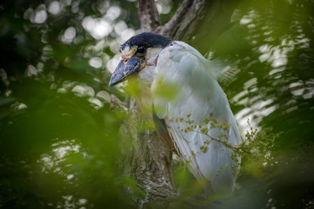 A black-crowned night heron (Nycticorax nycticorax) in a tree