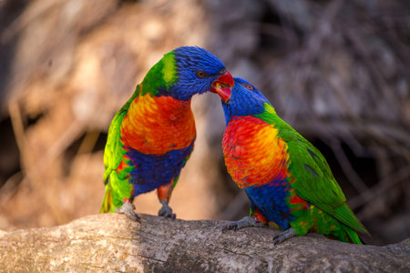 Rainbow Lorikeet, Queensland, Australia. Rainbow Lorikeets are native to Australia.の写真素材