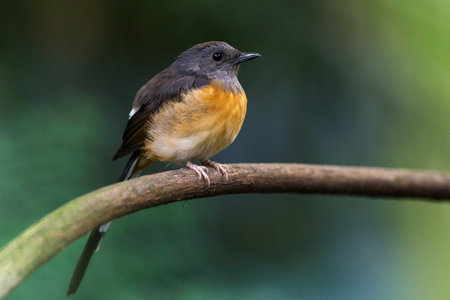 Chestnut-bellied Shama (Copsychus malabaricus)の写真素材