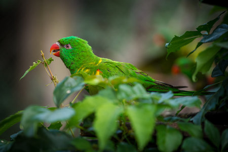 Parrot in the rainforest of Borneo, Malaysia.の写真素材