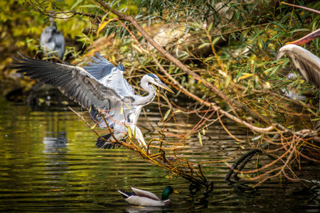Grey heron (Ardea cinerea) in flightの写真素材