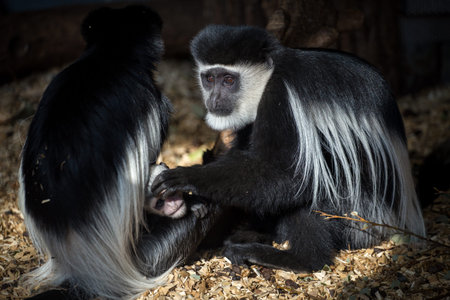 Colobus guereza, Colobus guerezaの写真素材