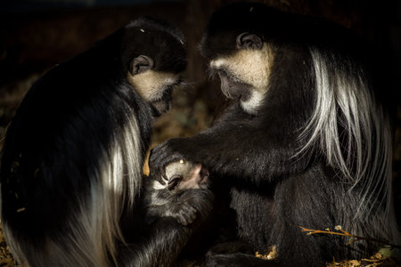 Black-and-white colobus monkey mother and her baby
