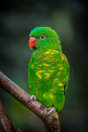 Parrot sitting on a branch in the rainforest of Costa Ricaの写真素材