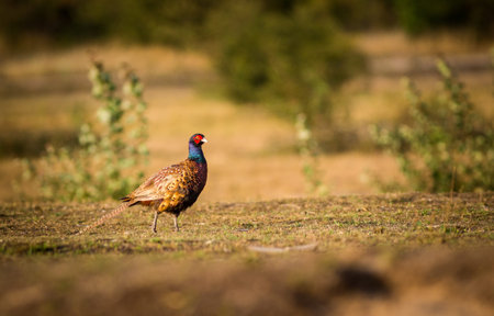 Male Pheasant (Phasianus colchicus) standing on the groundの写真素材