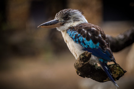 Blue-and-white kookaburra sitting on a branchの写真素材