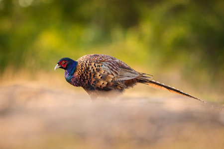 Ringneck Pheasant (Phasianus colchicus)の写真素材