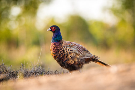 Male Pheasant (Phasianus colchicus) standing on the ground