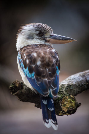 Blue-and-white kookaburra sitting on a branchの写真素材