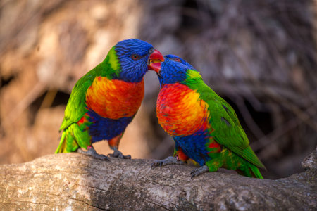Rainbow Lorikeet (Trichoglossus haematodus)の写真素材
