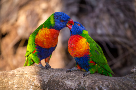 Rainbow Lorikeet parrots sitting on a tree branch.の写真素材