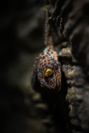 Close up of a gecko (hemidactylus)の写真素材