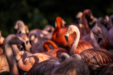 Group of flamingos in the wild. Wildlife scene from nature.の写真素材