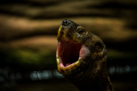 Close up of a turtle open mouth. Shallow depth of field.の写真素材