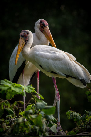 Painted Stork (Mycteria ibis) in the natureの写真素材