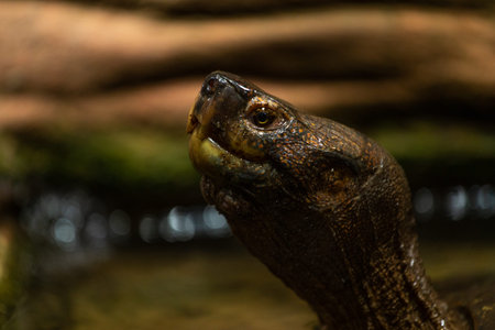 Portrait of a softshell turtle (Emys orbicularis)の写真素材