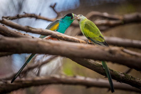 A pair of green and yellow parrots sitting on a tree branchの写真素材
