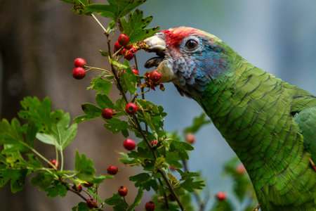 Parrot eating berries from a branch of a hawthorn bushの写真素材