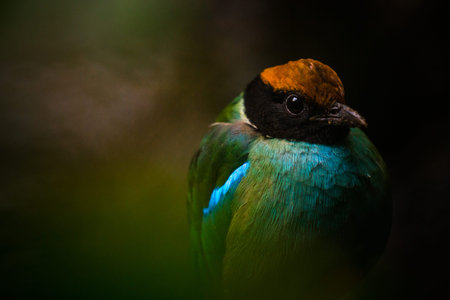 Blue-winged Pitta (Pitta moluccensis)の写真素材