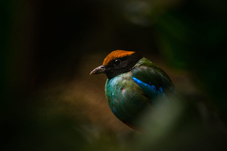 Blue-winged Pitta (Pitta moluccensis) in natureの写真素材