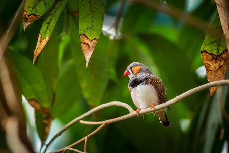 Zebra Finch (Lonchura punctata) in natureの写真素材