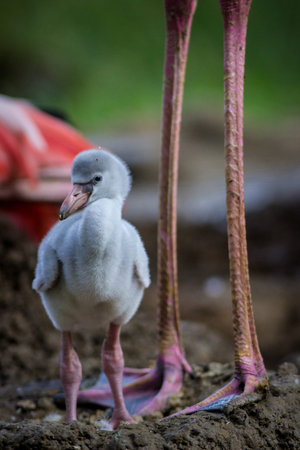 Flamingo chick standing on the ground with its mother in the backgroundの写真素材