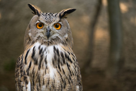 Eurasian Eagle Owl (Bubo bubo) portraitの写真素材