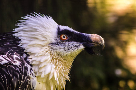 Portrait of a Bald Eagle (Haliaeetus leucocephalus)の写真素材