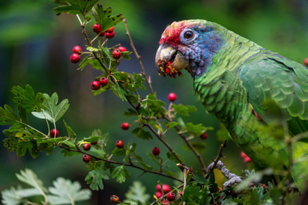 Red-crested Amazon Parrot eating red berries in a treeの写真素材