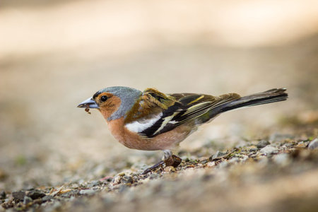 Chaffinch (Fringilla coelebs) in natural habitatの写真素材