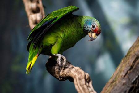 Beautiful colorful parrot sitting on a branch, close-upの写真素材