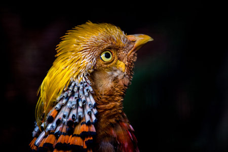 Portrait of a Golden Pheasant on black background, Thailand.