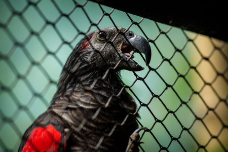 Portrait of a black parrot in a cage. Bird in a cage.の写真素材