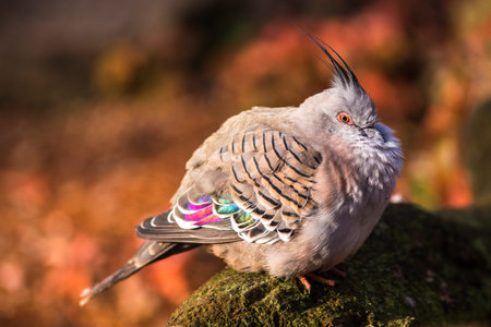 Portrait of a crested pigeon on a rock in the forestの写真素材