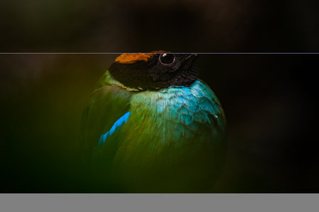 Blue-winged Pitta (Pitta moluccensis)の写真素材