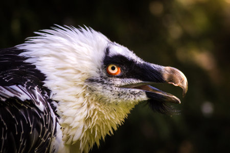 Portrait of an African vulture (Gyps fulvus)の写真素材