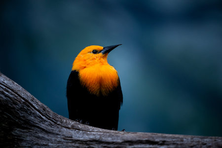 Orange and black bird sitting on a branch in the rainforest.の写真素材