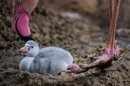 Flamingo chick with its mother on the ground in the mudの写真素材