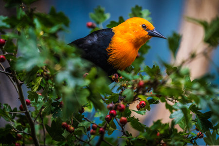 A black and orange bird perched on a hawthorn branch.の写真素材