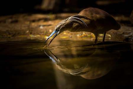 Bird drinking water. (Ardeola cinerea)の写真素材