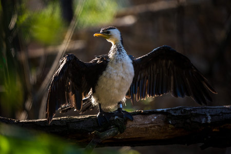 Great cormorant (Phalacrocorax carbo)