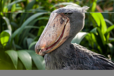 Shoebill, Balaeniceps rex, is a large wading bird in the stork family.の写真素材