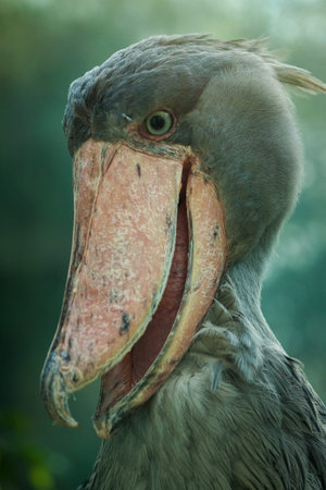 Shoebill (Balaeniceps cristatus)の写真素材