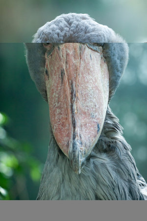 Shoebill - Balaeniceps balaenicepsの写真素材
