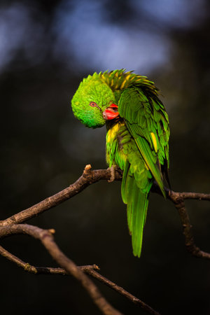 Parrot on a branch in the forest. Wildlife scene from nature.
