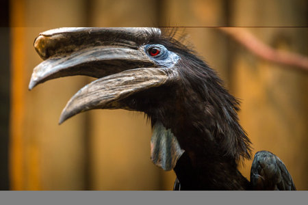 Bucorvus leadbeateri)の写真素材