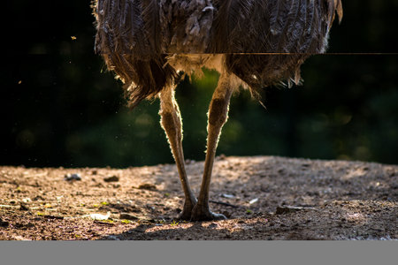 Ostrich (Struthio camelus). Wildlife animal.の写真素材